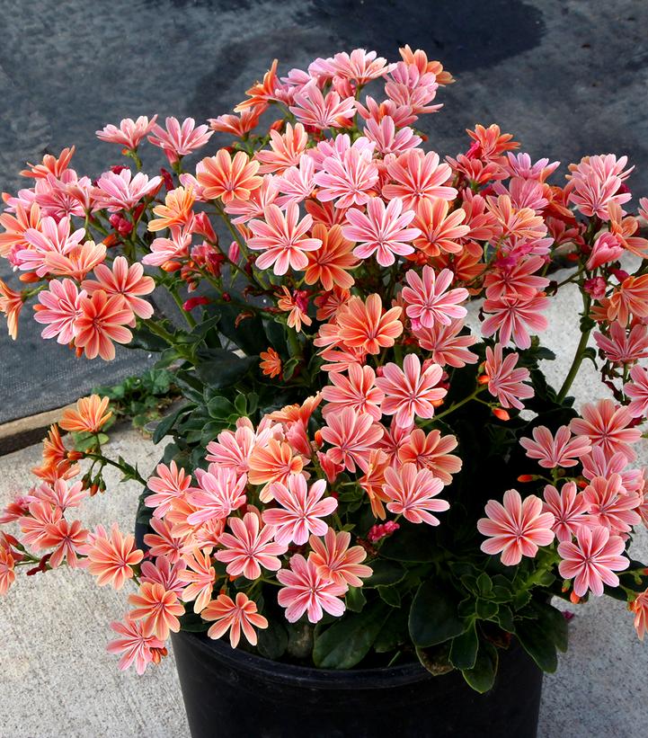 Lewisia Constant™ Coral Lewisia Constant™ Coral