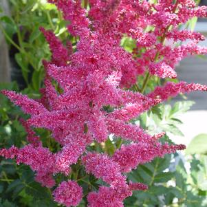 Astilbe Younique Carmine Astilbe Younique Carmine