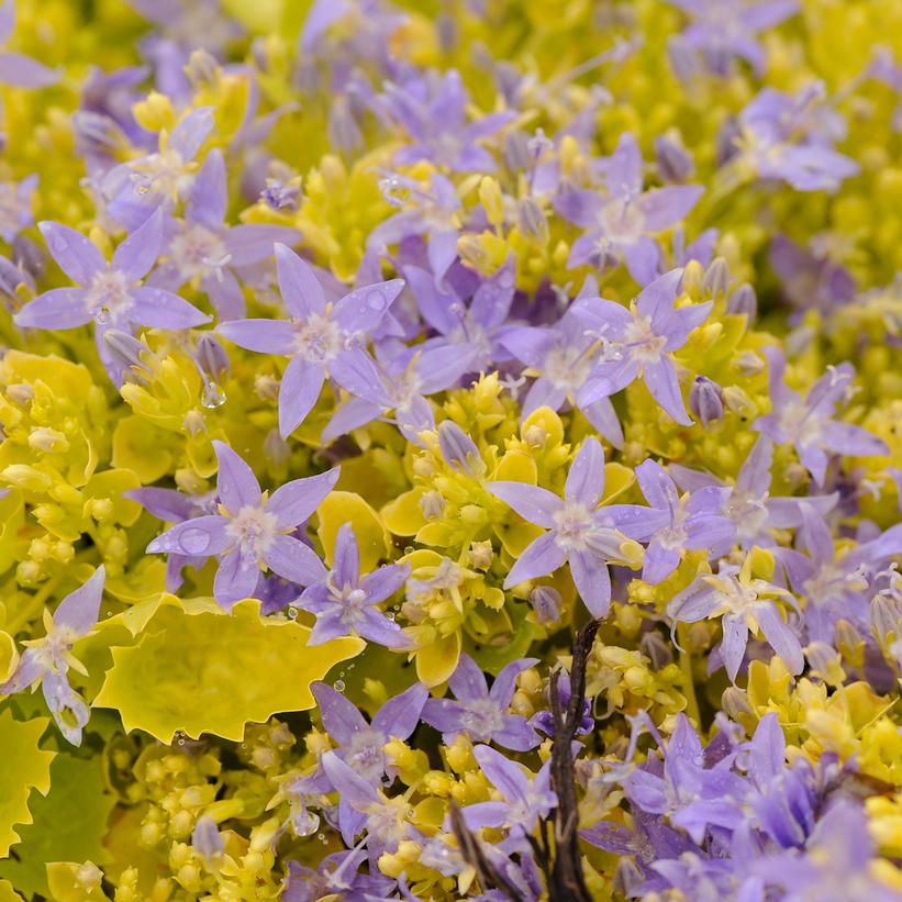 Campanula 'Dickson's Gold' Campanula 'Dickson's Gold'