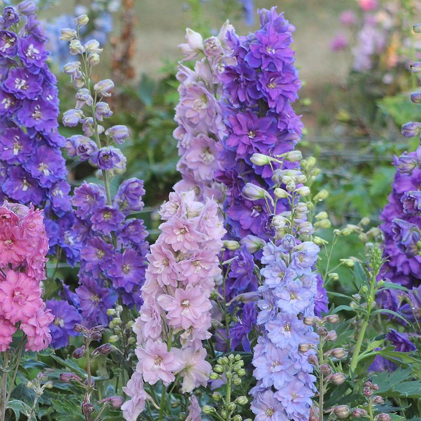 Delphinium NEW MILLENNIUM 'Dwarf St… Delphinium NEW MILLENNIUM 'Dwarf St…