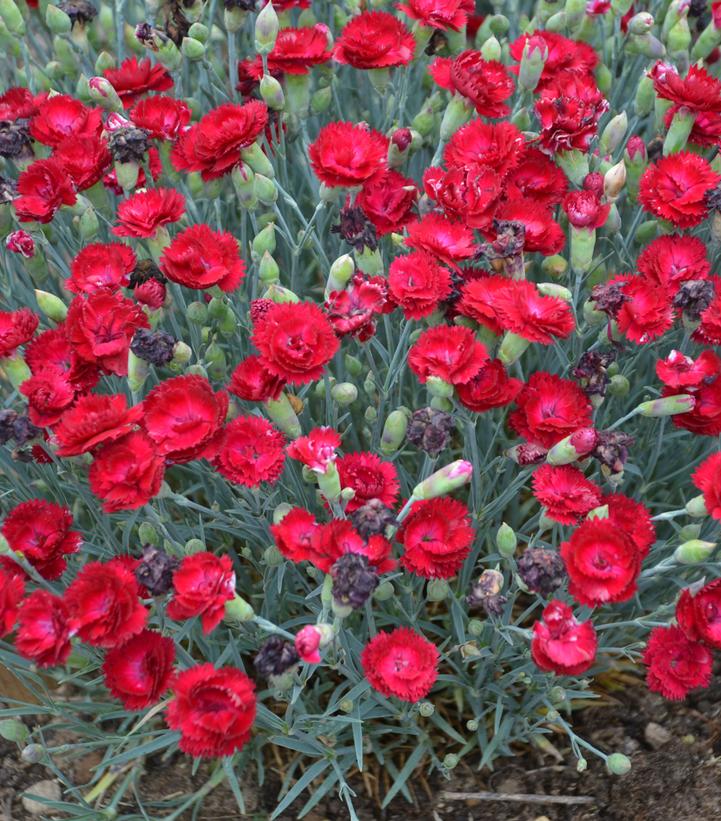 DIanthus PRETTY POPPERS™ 'Ele… DIanthus PRETTY POPPERS™ 'Ele…