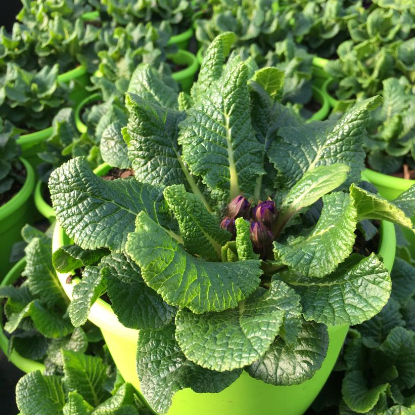 Primula Belarina® Blue Champion Primula Belarina® Blue Champion