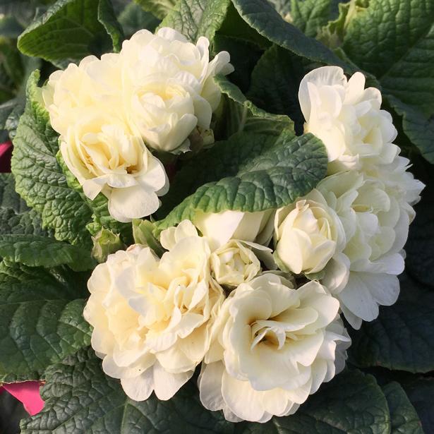 Primula Belarina® Cream Primula Belarina® Cream