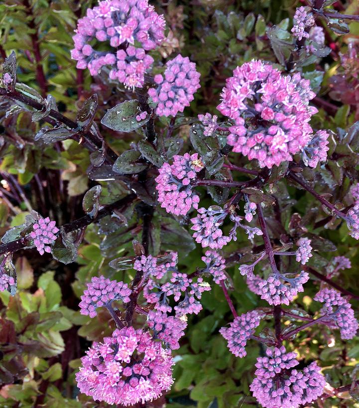Sedum 'Double Martini' Sedum 'Double Martini'