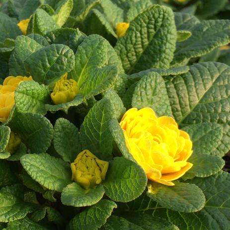 Primula Belarina® Goldie Primula Belarina® Goldie