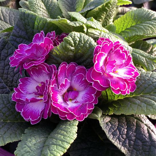 Primula Belarina® Lively Lilac Primula Belarina® Lively Lilac