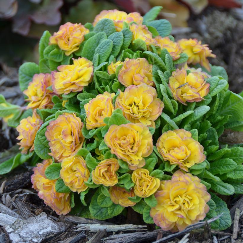 Primula Belarina® Nectarine Primula Belarina® Nectarine