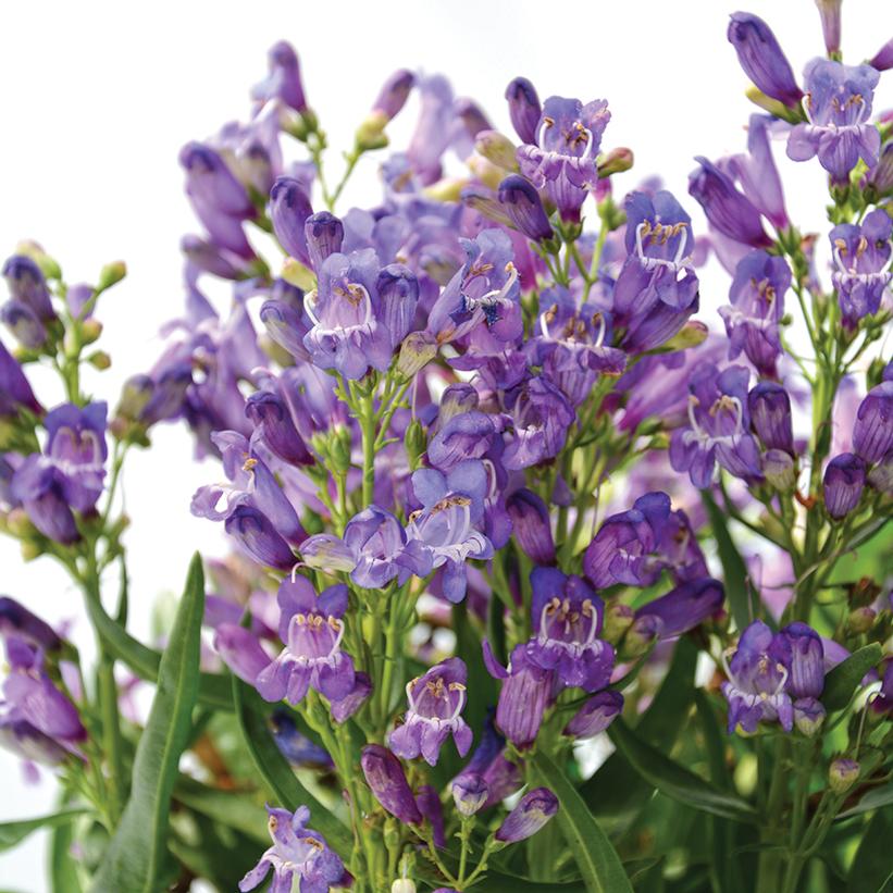 Penstemon Rock Candy® Blue Penstemon Rock Candy® Blue