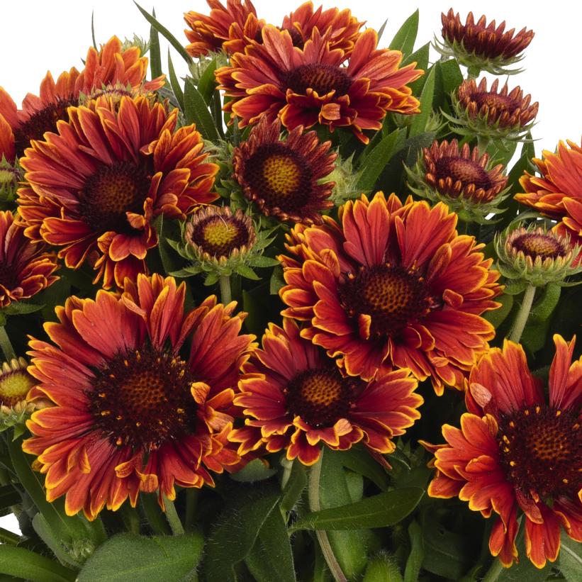 Gaillardia Spintop Yellow Touch Gaillardia Spintop Yellow Touch