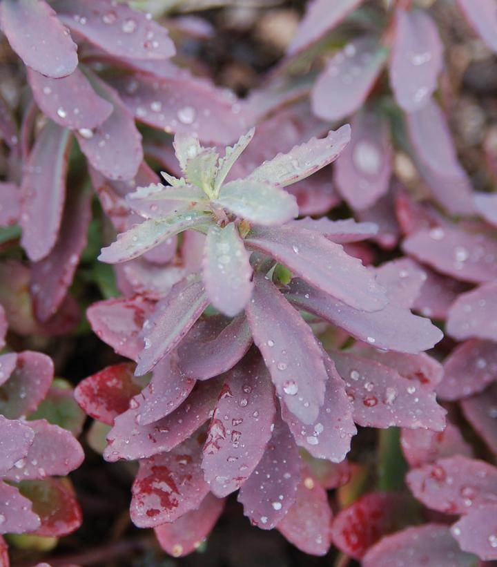 Sedum 'Plum Perfection' Sedum 'Plum Perfection'