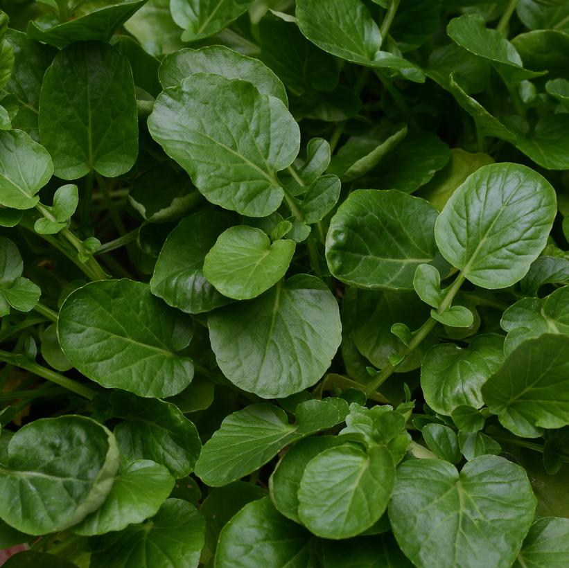 Mixed Greens SimplySalad® Cress Mixed Greens SimplySalad® Cress