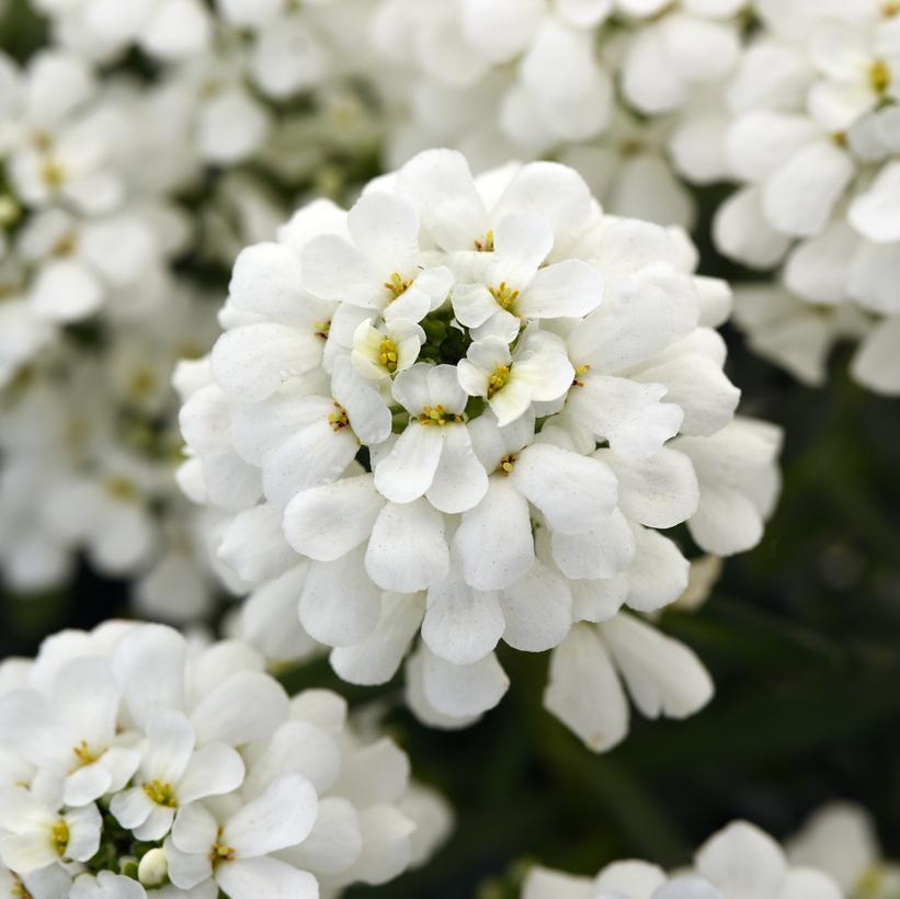 Iberis sempervirens 'Snowsensation' Iberis sempervirens 'Snowsensation'