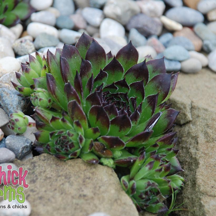 Sempervivum Chick Charms® Appletini… Sempervivum Chick Charms® Appletini…