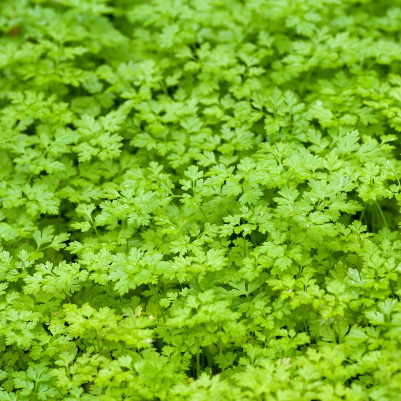 Anthriscus cerefolium 'Vertissimo' Anthriscus cerefolium 'Vertissimo'