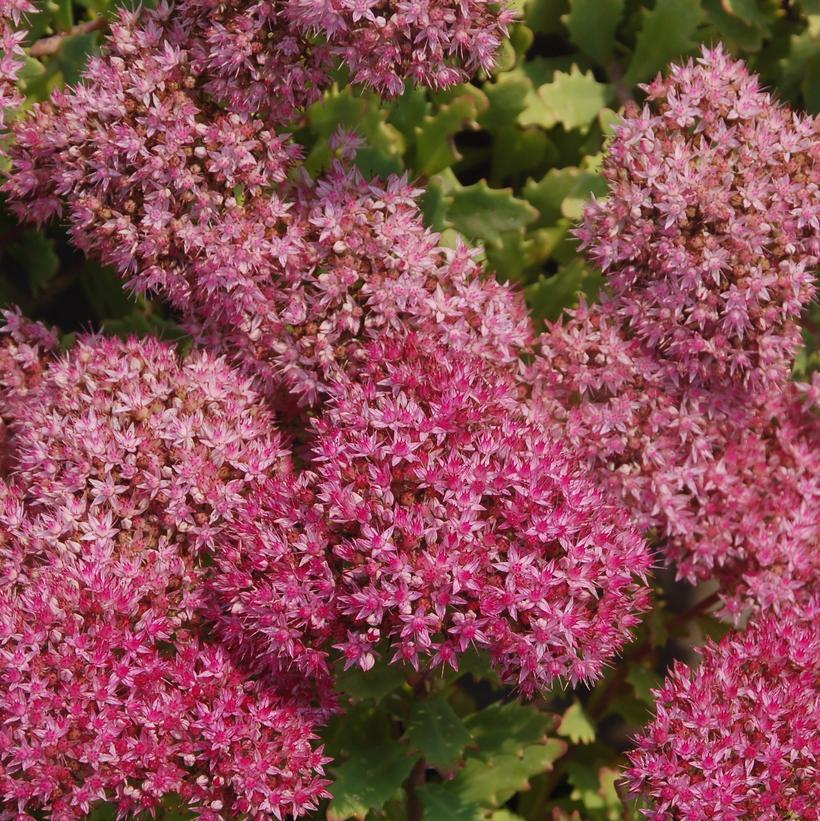 Sedum x Rock Star Sedum x Rock Star