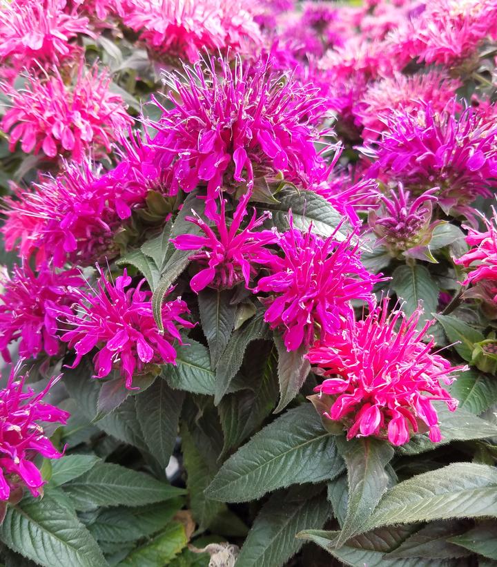 Monarda Medley Mix Monarda Medley Mix