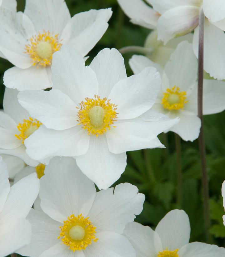 Anemone Madonna Anemone Madonna