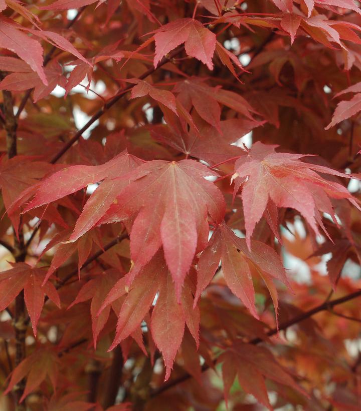 Acer palmatum Ruslyn in the Pink Acer palmatum Ruslyn in the Pink