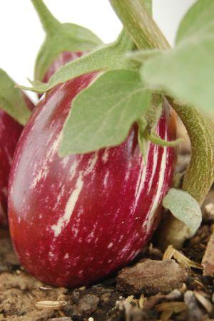 Eggplant Calliope Eggplant Calliope