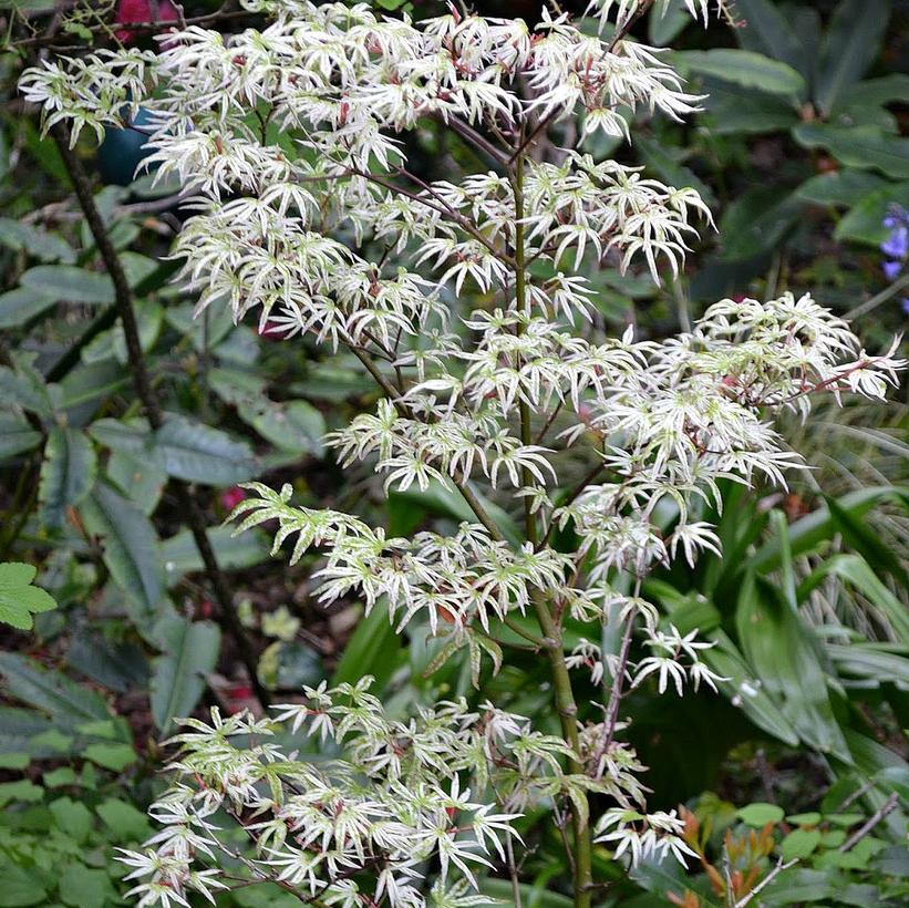 Acer palmatum Ukigumo Acer palmatum Ukigumo