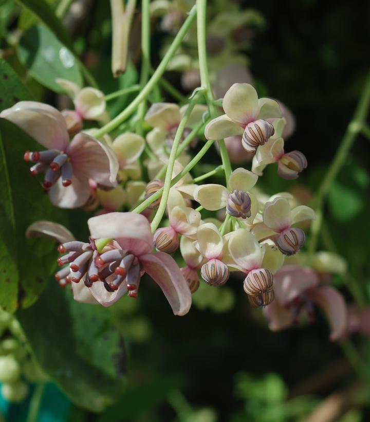 Akebia quinata Silver Bells Akebia quinata Silver Bells