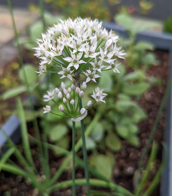 Allium schoenoprasum Allium schoenoprasum