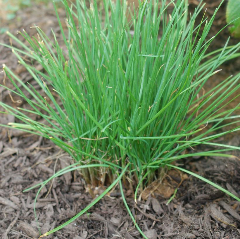 Allium tuberosum Allium tuberosum