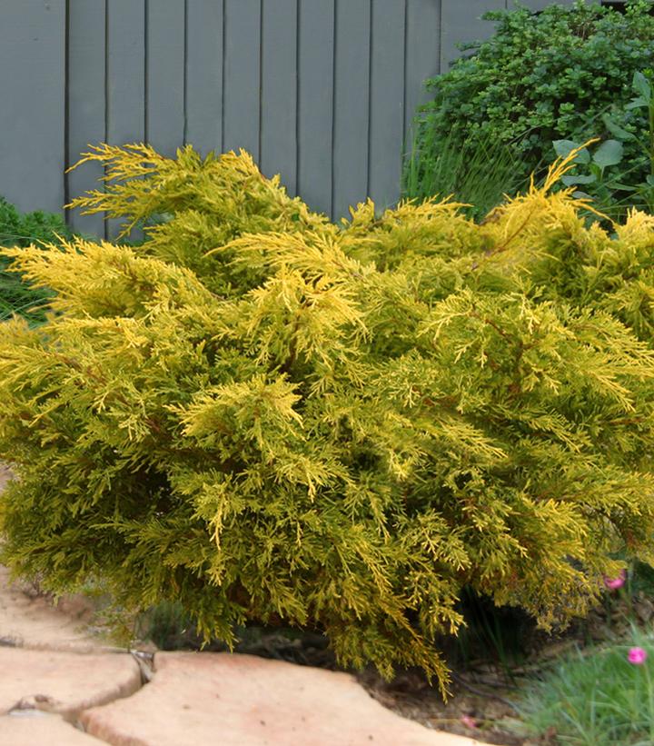 Juniperus chinensis Lemon Pfizz® Lemon Pfizz® Juniper from Prides