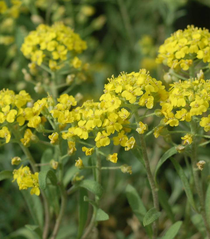 Alyssum montanum Mountain Gold Alyssum montanum Mountain Gold