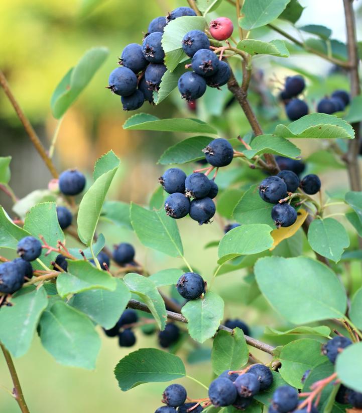 Amelanchier alnifolia Amelanchier alnifolia