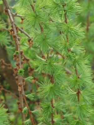 Larix decidua Varied Directions Larix decidua Varied Directions