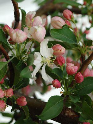 Malus X Molten Lava Malus X Molten Lava