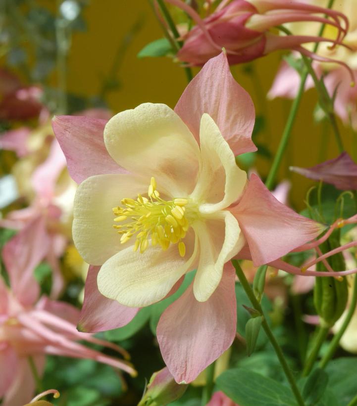 Aquilegia Swan Pink and Yellow Aquilegia Swan Pink and Yellow