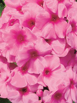 Phlox Volcano® Pink W/Red Eye Phlox Volcano® Pink W/Red Eye