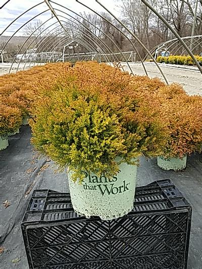 Thuja occidentalis Fire Chief Thuja occidentalis Fire Chief