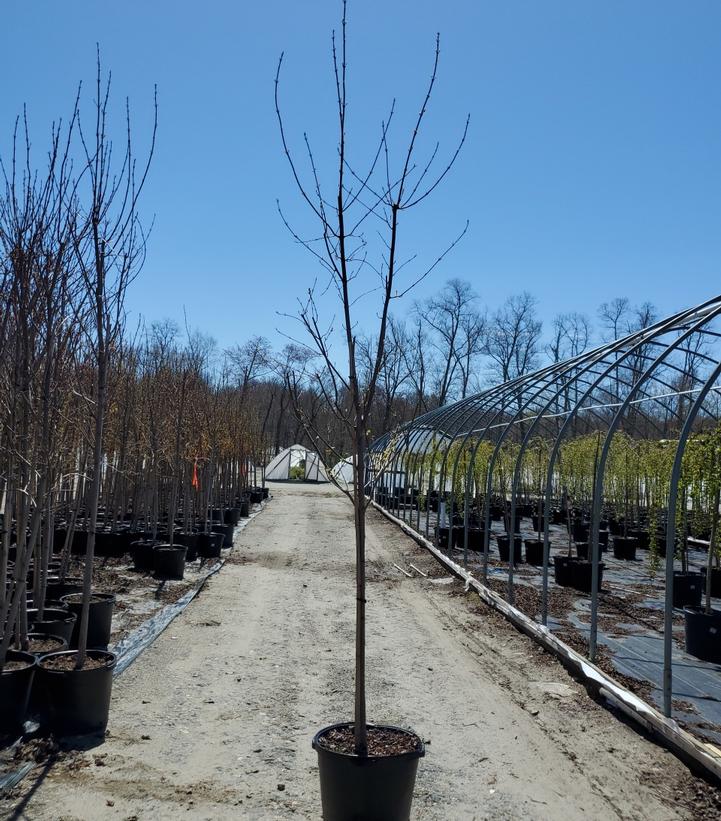 Acer rubrum Red Sunset®