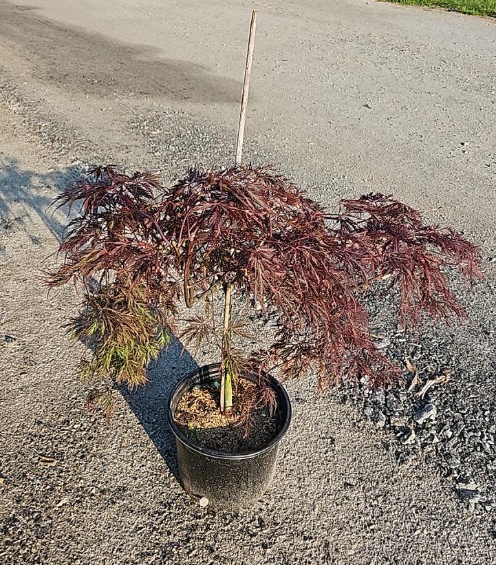 Acer palmatum dissectum 'Tamukeyama'