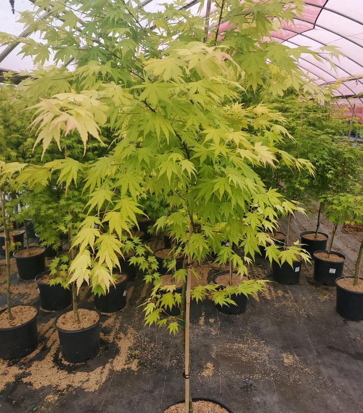 Acer palmatum Orange Dream