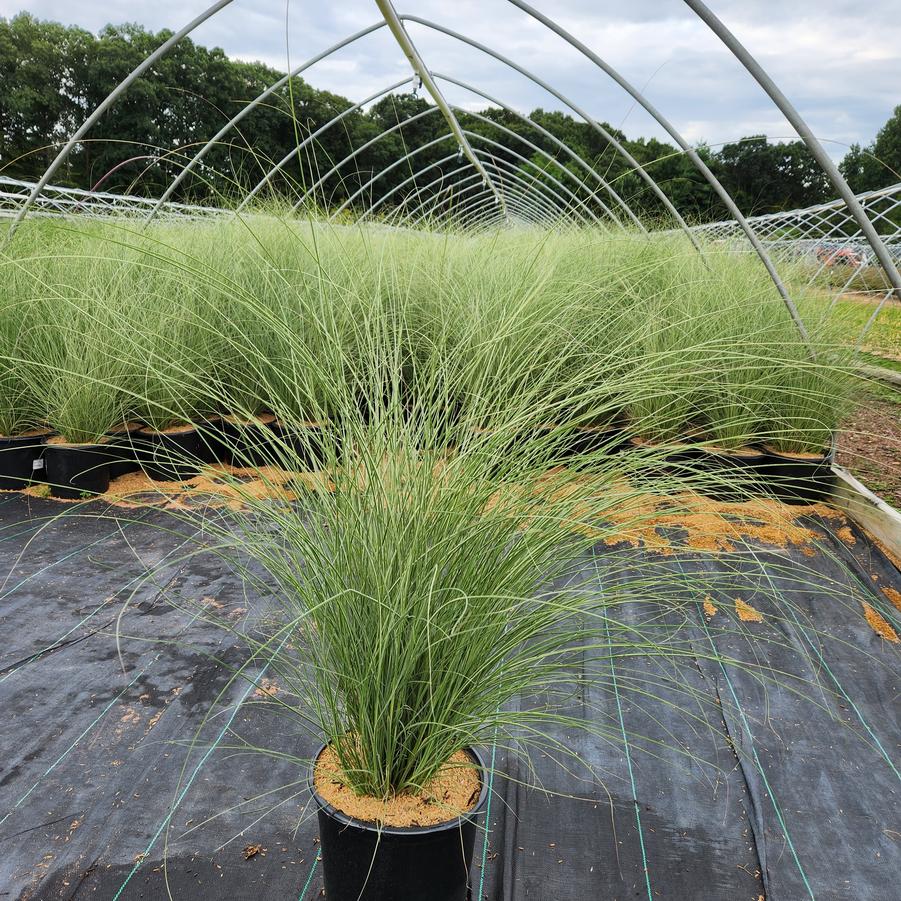 Miscanthus sinensis Morning Light