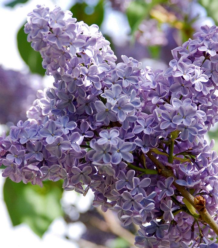 Syringa vulgaris 'President Lincoln'