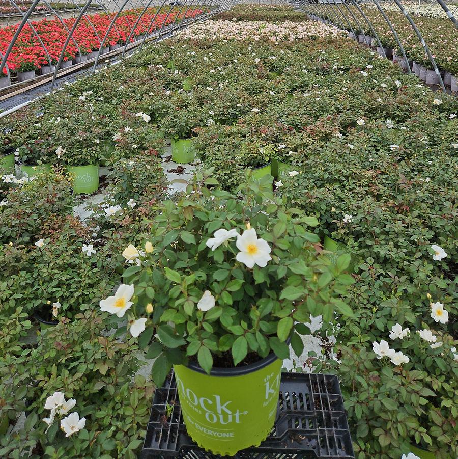 Rosa White Knock Out®