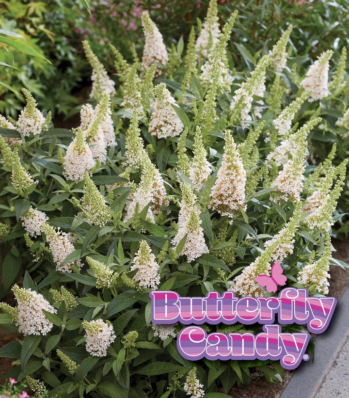 Buddleia davidii Butterfly Candy Li'l Coconut™