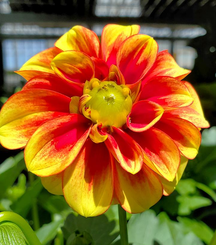 Dahlia Dalaya® Red + Yellow