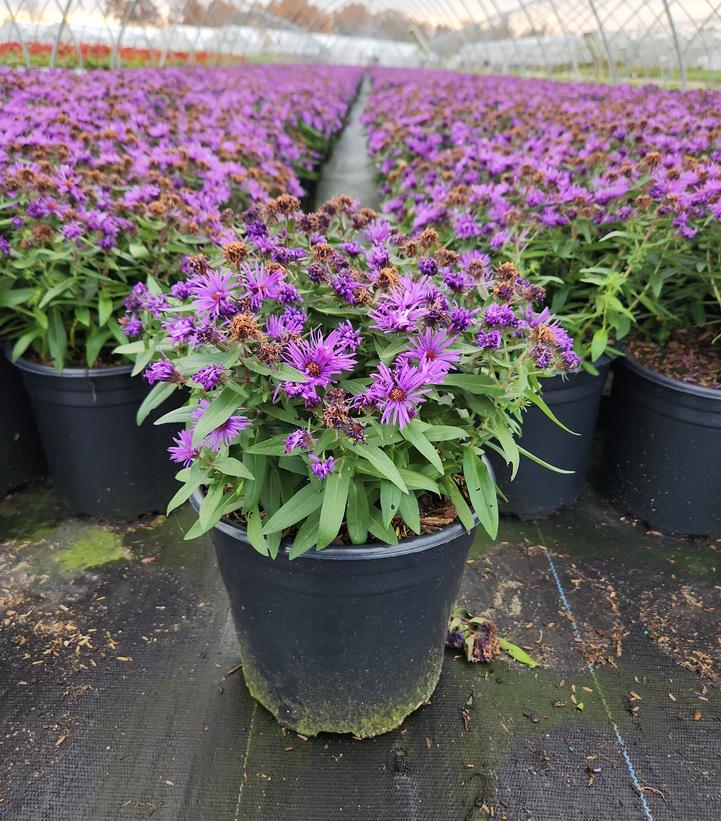 Aster novae-angliae 'Purple Dome'