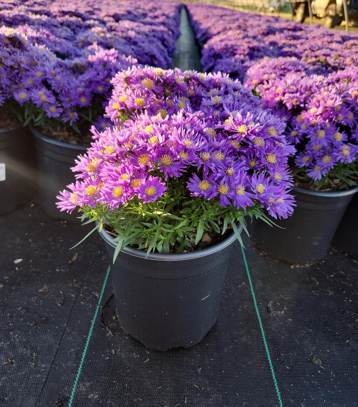 Aster Kickin® Purple