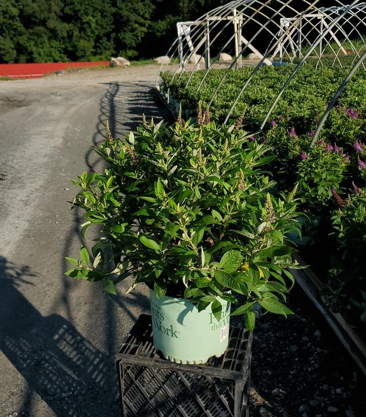 Buddleia davidii Dapper® Lavender