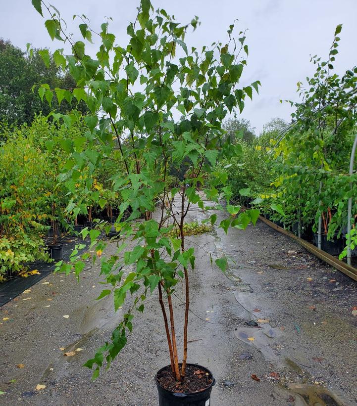 Betula populifolia 'Whitespire'