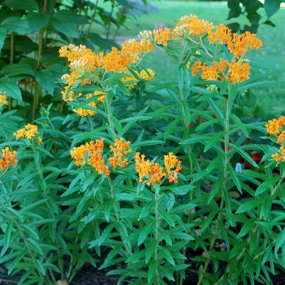 Asclepias tuberosa 