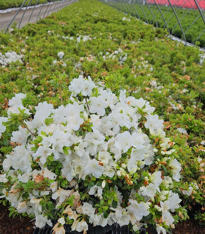 Azalea Girards Pleasant White