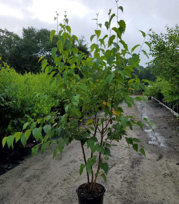 Betula papyrifera 